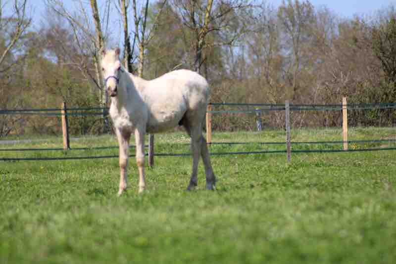 Poulain 1 an race creme a vendre  