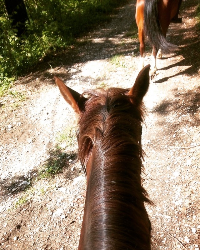 quand on monte a cheval c'est par passion et par envie non par comp�tition