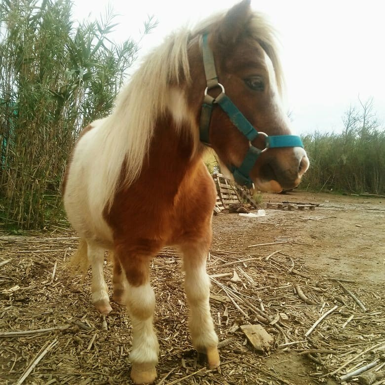 Kiwi qui prend la pause !