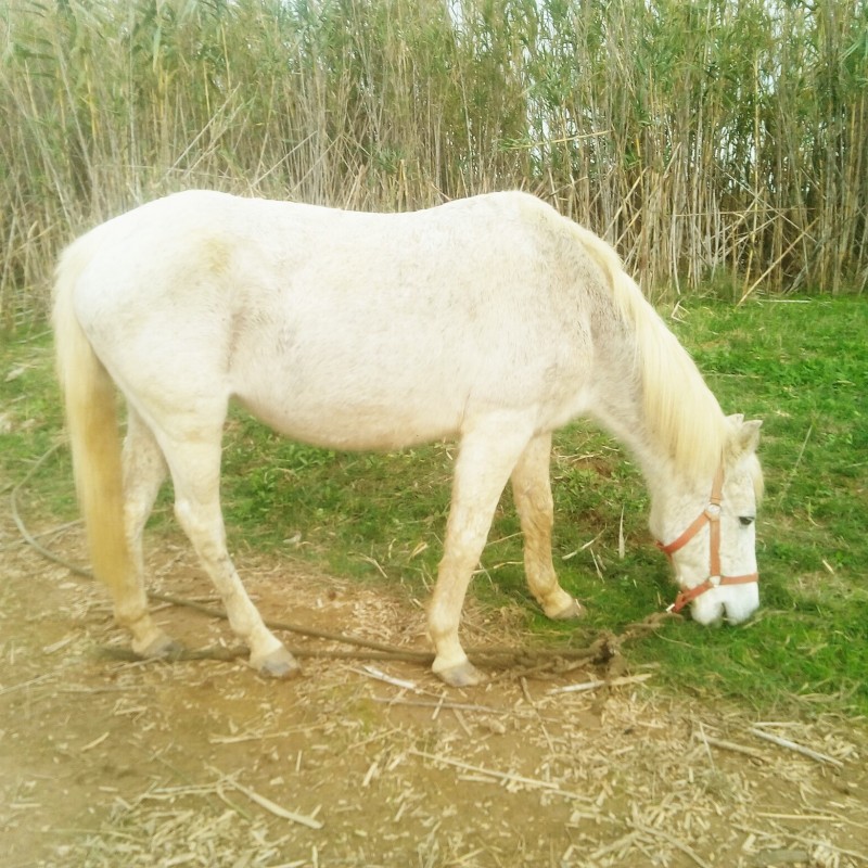 Sibelle !