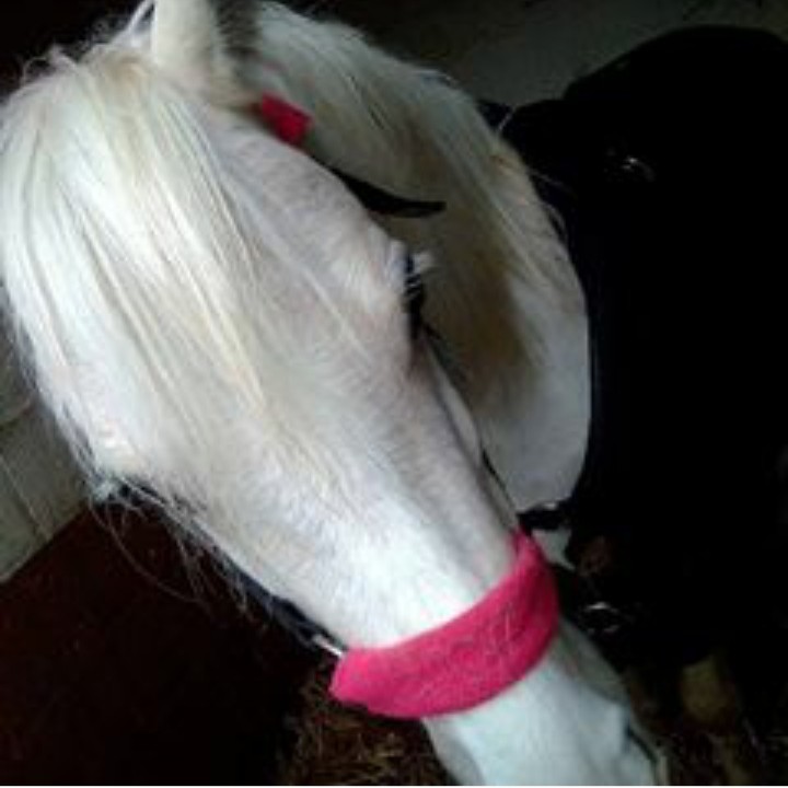 bonjour , 
je recherche un poney ou un cheval a confier 
je m appelle Eloise 
j ai 12 ans 
j ai 9 ans d equitation derriere moi 
j ai passer le galop 1 et 2 avec reussite et vais passer le 3 dans quelques jours 
je suis une personne serieuse malgre mon ag