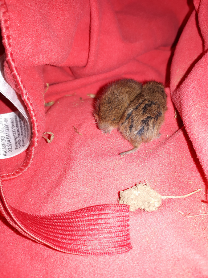 Bebe Souris Mulot Musaraigne Comment Les Sauver Bebe Souris Mulot Musaraigne Comment Les Sauver