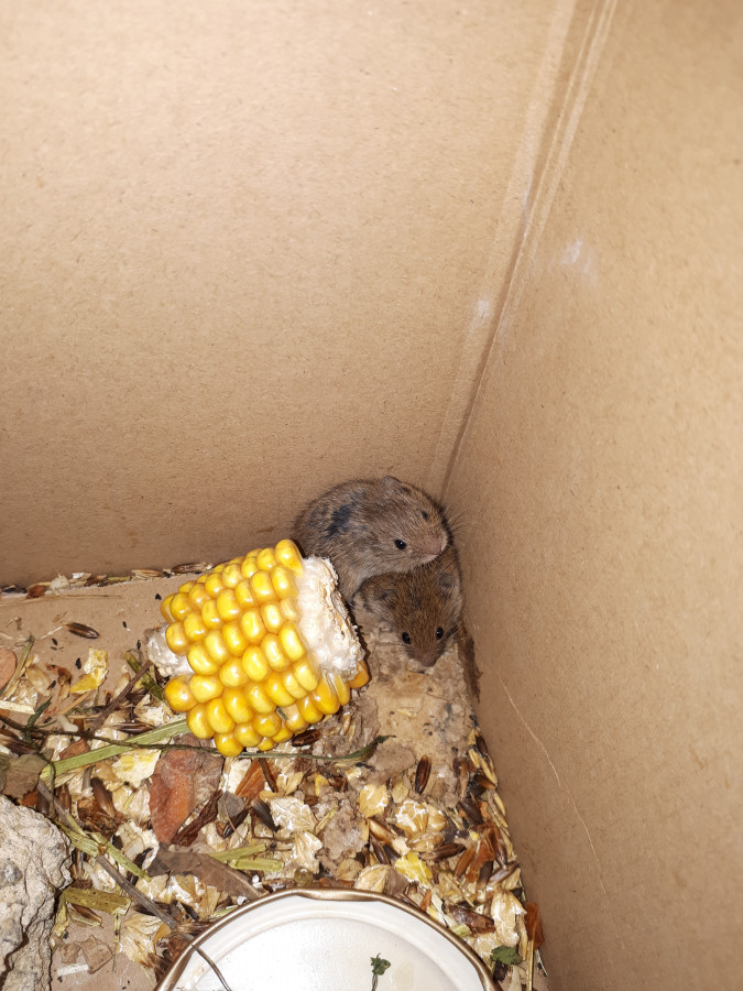 Bebe Souris Mulot Musaraigne Comment Les Sauver
