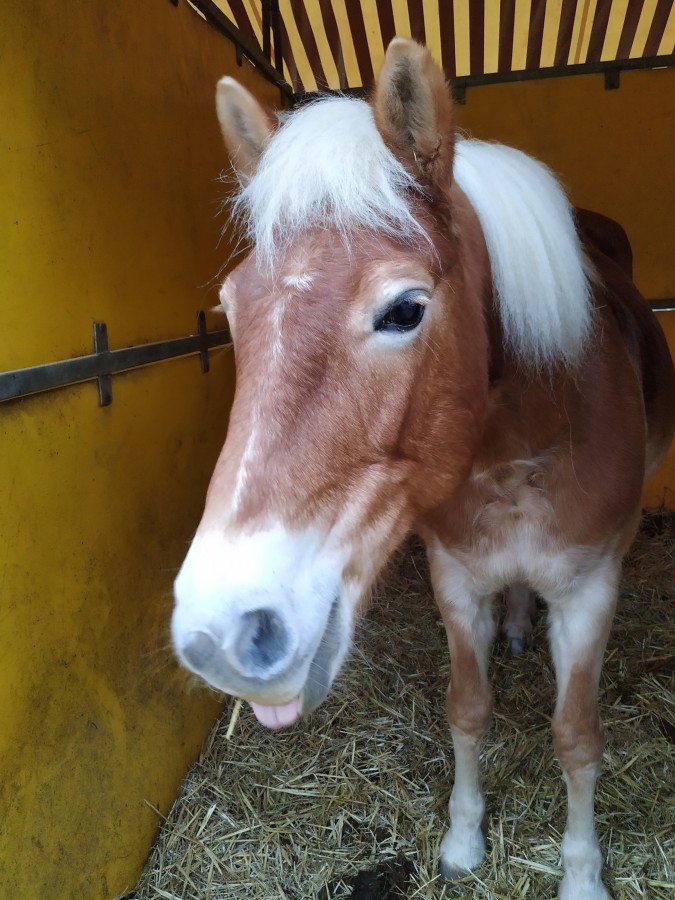 Petite photo de Alexa au box  la fin d'une sance de dressage ^^