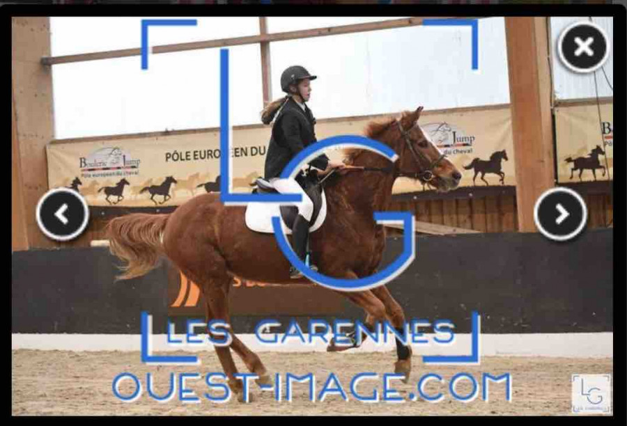 Bonjour, je suis a la recherche de ma futur jument je recherche:
-Une jument selle francais 
-de 8 a 12 ans max
-je fais un passage poney/cheval
-jai mon galop4 niveau 5, je monte depuis que je suis nee car mon papa avais deux ecuries avant
-jai une budge