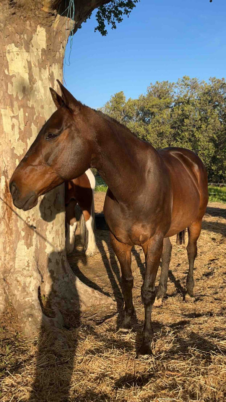 � vendre hongre pur sans usa de 12ans. 
Tr�s bien dans sa t�te , sort seul comme accomagner. 
Une boule d\'amour tr�s proche de l\'homme.

Pour plus d\'info contacter moi par tel: 0610166523

1400? avec tout sont materiel 