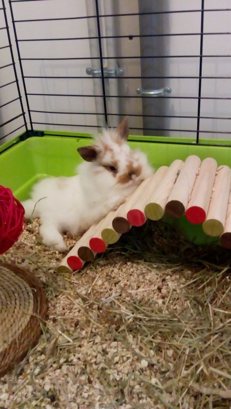 jouer pour lapin