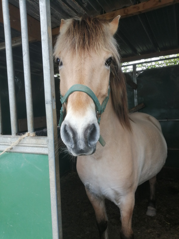 Petit concors avec Uranus mon cheval de club prfr. on est arriv 1er en saut d obstacles et dernier en dressage