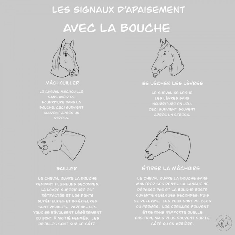 Langage Corporel et Signaux d'Apaisement chez les Chevaux