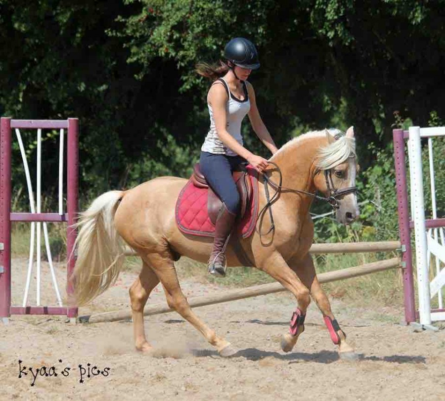 !!!VENTE URGENTE!!! 
Je vends Qui va de Thouar� un hongre de 13 ans (va en prendre 14 en Mai) Prix : 4500? (Il est fait pour des P1 et plus)