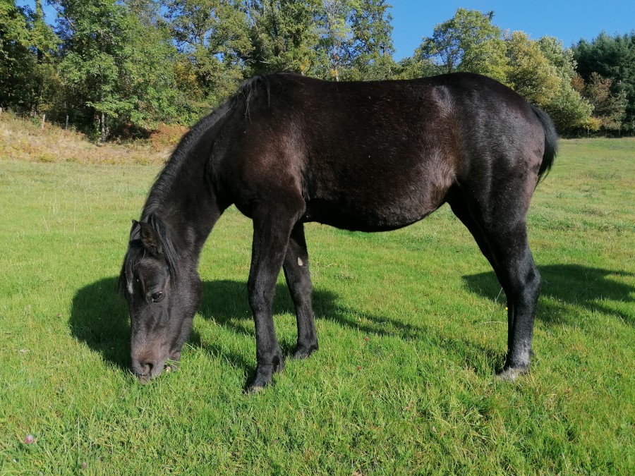 Haidy du Melay
Ponette de 18mois
Gentil et proche de l\'homme ponette familial 