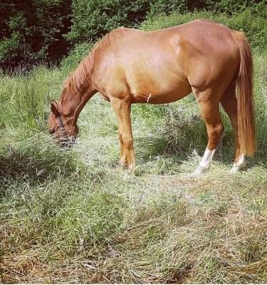 Nous vous proposons differentes pensions avec des infrastructures telle qu\'une carri�re et des boxes.

Surveillance H24

Proche Deauville 

Possibilit� de transport.

N\'h�sitez pas pour de plus amples informations.