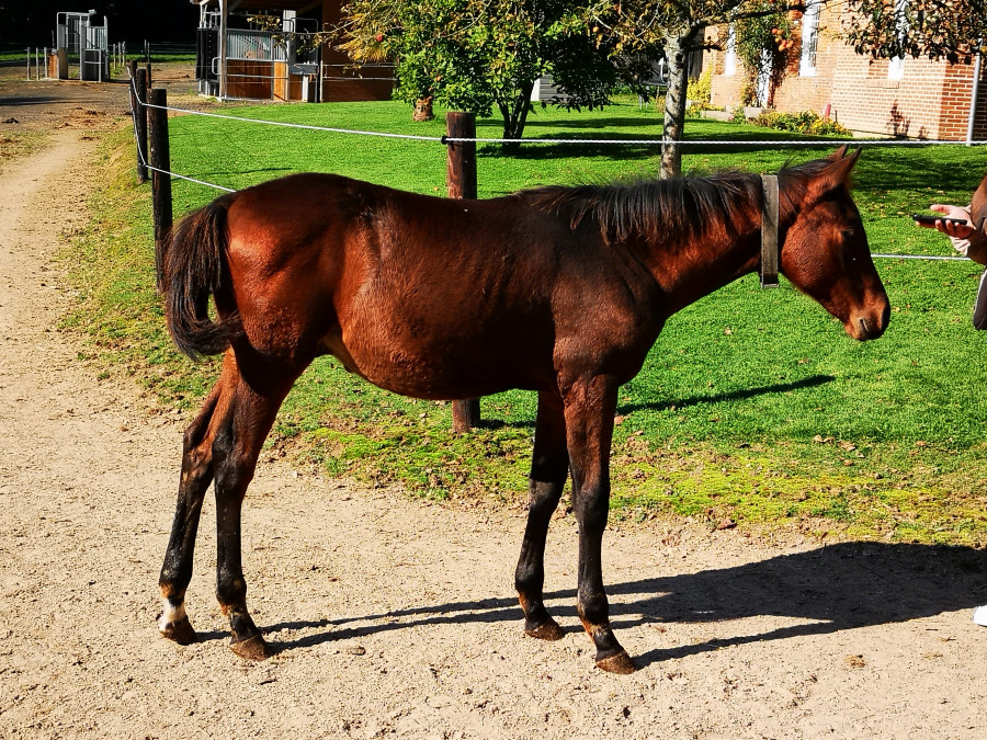 Poulain OC m�le � vendre 