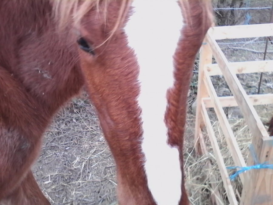 Fanfan: Ma proprio a une chaine youtube ou on me voit mieux : Chloe Ponycraft 