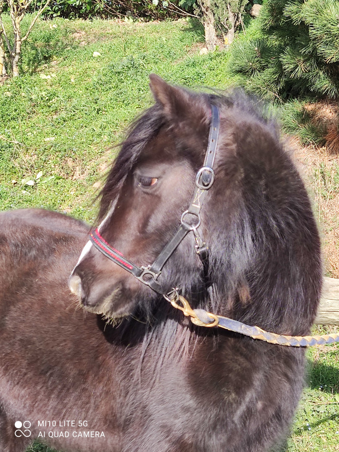 ? VENDRE ?

Poney de 4ans, taille (B) 1m20
Hongre OC de bonne ligne welsh
Dbour  la mthode Blondeau. 
? Ce poney typ welsh enchane un petit parcours d\'obstacle en carrire et sur un terrain de cross.
? Pars en ballade seul aux trois allures, en g