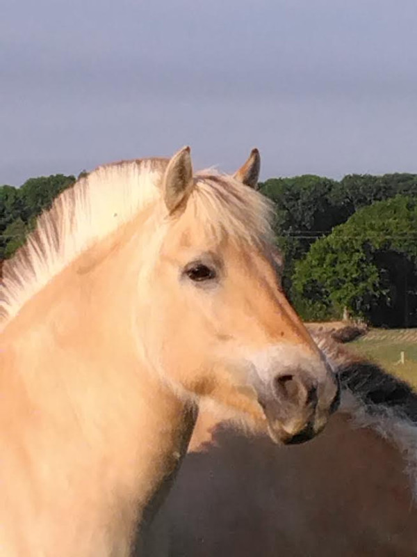 Amour Du Hameau (mre d'Orson de Fjordland)