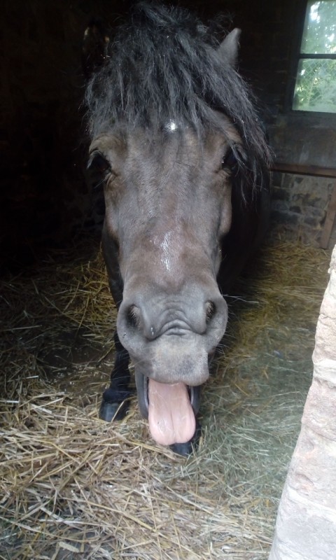 Bonjour a tous, je viens de m\'inscrire...et j\'aimerais vous pr�senter mon poney. 
Il s\'appelle flash, � 8ans, il aime la compagnie mais a horreur d\'�tre mont�...il ne reagis pas mal mais ne veux pas saut� et n\'avance presque pas. Beaucoup de gens m\'