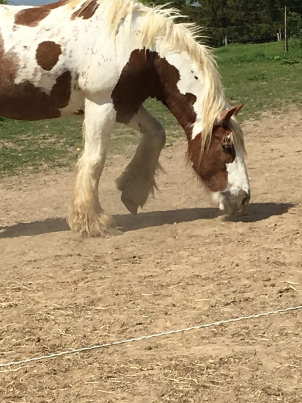 comment attrap� mon irish?


Bonjour j\'ai chez moi un irish cob de 8 ans, il est castr�. Depuis quelque temps lorsque je m\'approche de lui avec un licol celui ci donne son cul, si j\'insiste il se cabre et charge alors que sans licol il vient moi. Je vo
