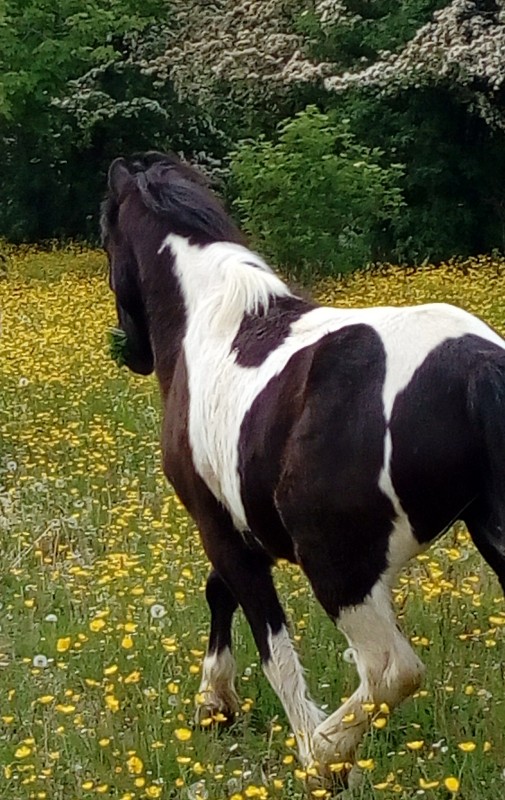 rebonjour, ici je vous pr�sente mon poney de comp�titions. Il s\'appelle Tonnerre, a 9ans et saute le m en parcours. Il vit en club et je vais le voir tous les deux jours. J\'aimerais que vous puissiez m\'aider lors de question les concernants merci