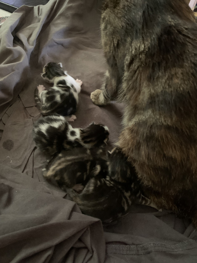Le lendemain de leur naissance 