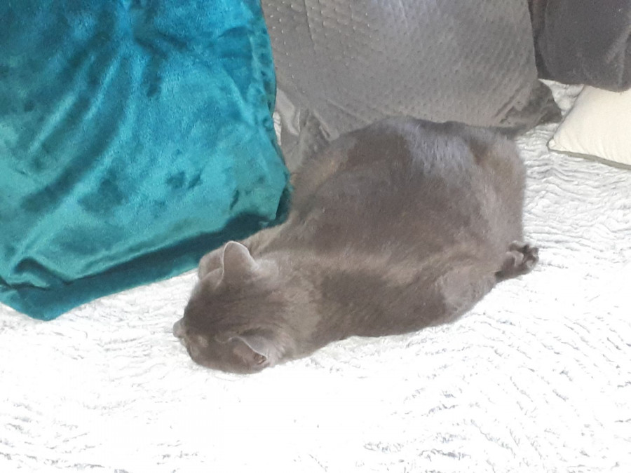 Romo