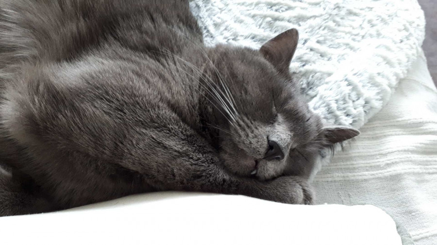 Romo