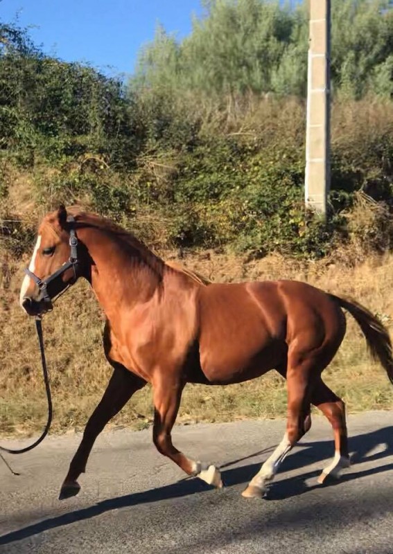 A vendre !!! 

Cheval de 5ans entier Quarter x Palomino. 
toise 1.48/1.50
Pas pour d�butant! 

