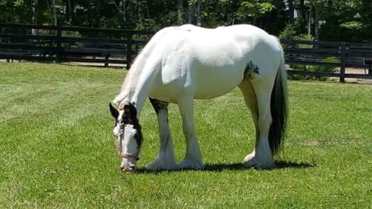 Age: 3 ans
Hauteur: 1.65
Longueur: 2.24
Force: musculaire
Poids: 124 kg
Rapport m�dical: Apt
Racing: Non!

Merci de me contacter par mon adresse e-mail � l\'adresse giroudromuald@gmail.Com si vous �tes int�ress�.