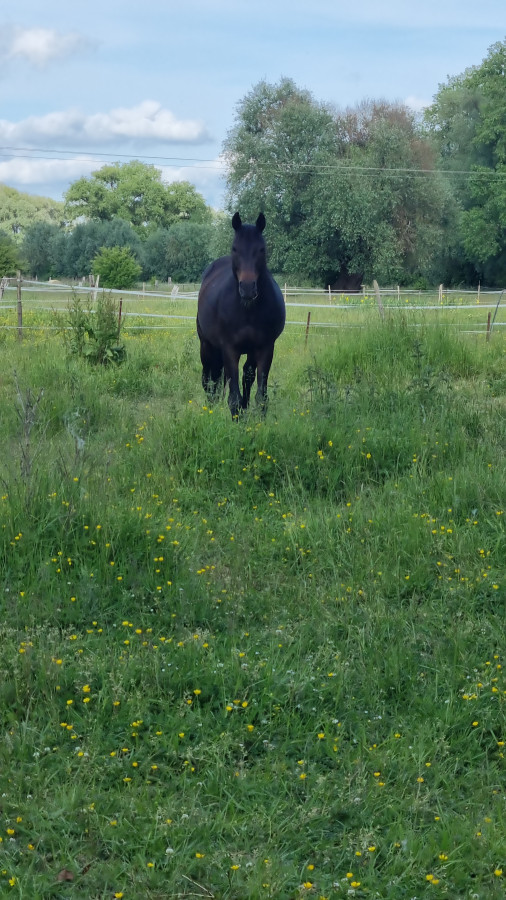 Mon loulou qui se prelace dans sa pature 
