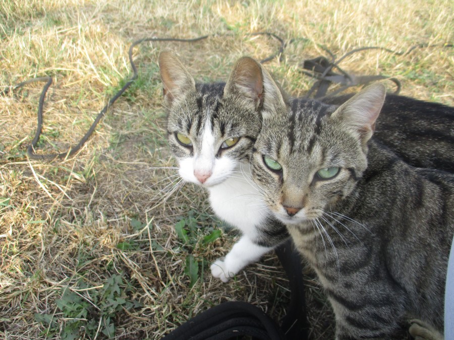 combien ça coûte pour faire stériliser un chat
