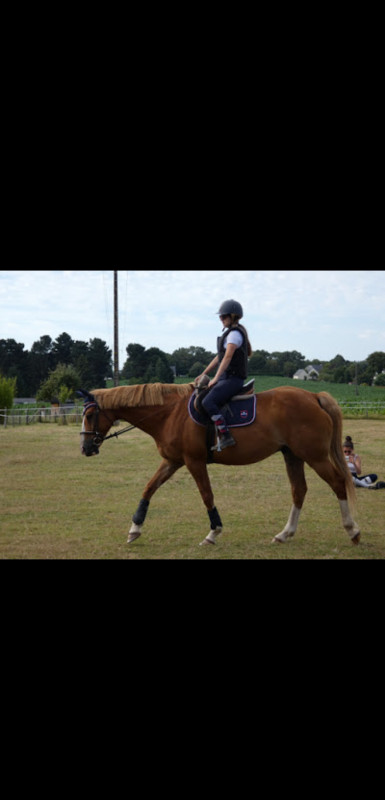 Urgent Demi pension
Bonjour, je propose mon cheval en demi pension pour des balades, le travailler en dressage ou du plat c\'est un hongre de 10 ans trs gentil en balade il ne regarde pas il a juste peur des voitures de tant en temps sinon il est super c