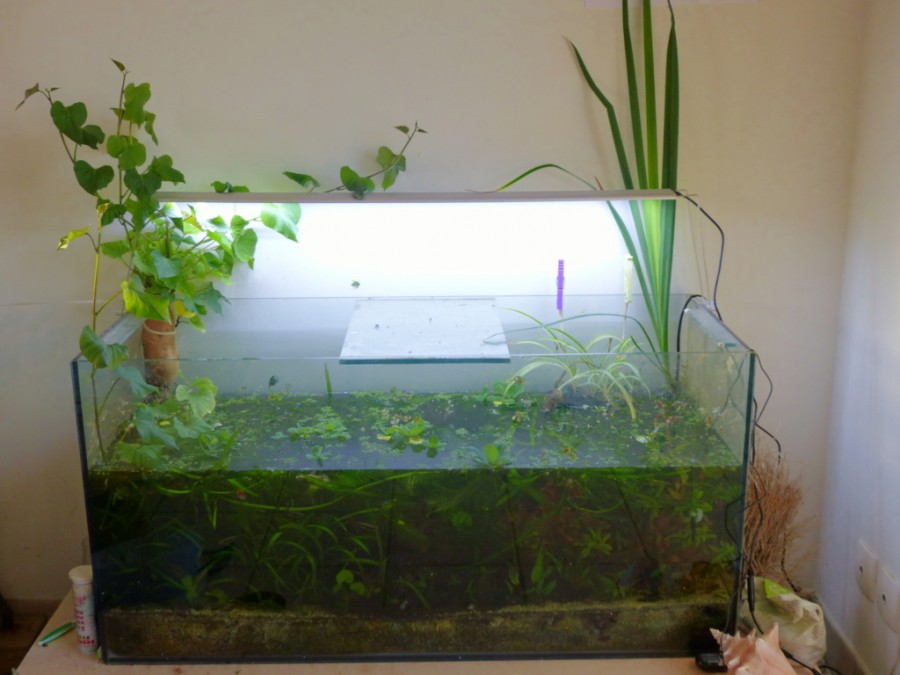 Mon premier aquarium : 60L planté - présentation.