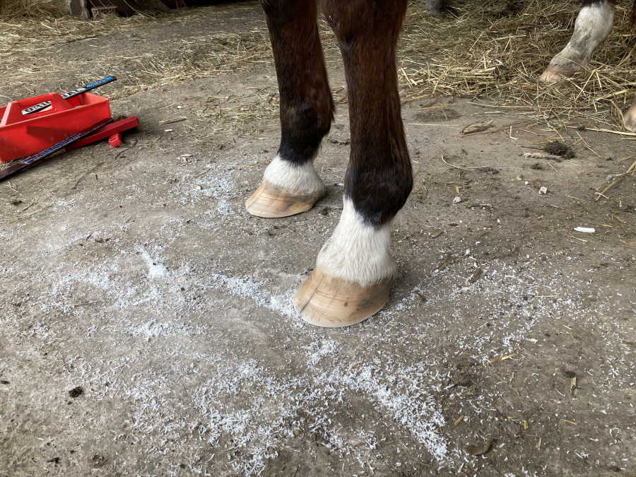 Maréchal-ferrant : bien plus que la ferrure d'un cheval - Classequine