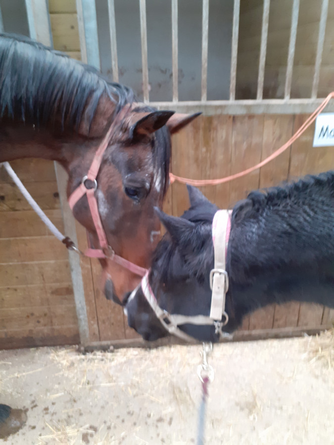 Mon poney pr�f�r� qui rencontre ma Dp, un r�ve que je croyais irr�alisable dreams