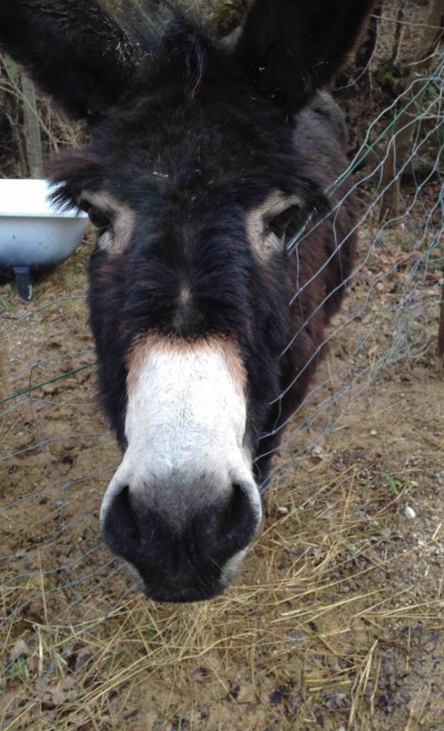 Donne anesse de 16ans puc�e et inscrite aux haras nationaux tres gentille ... 
