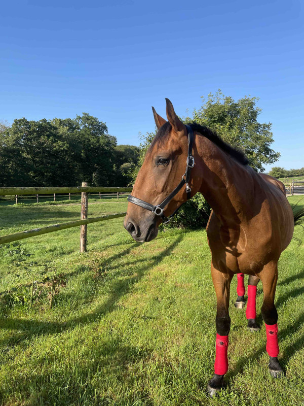 Kalinou 
Recherche sa famille pour la vie 

A 3 ans Kalinou est mesure 1m68.
A jour vaccins, vermifuges, dentiste et mar�chal parr� ( possibilit� de ferr� Kalinou)
Comme son pr�nom l?indique Kalinou est un vrai pot de colle, d?une gentillesse??
Copains av