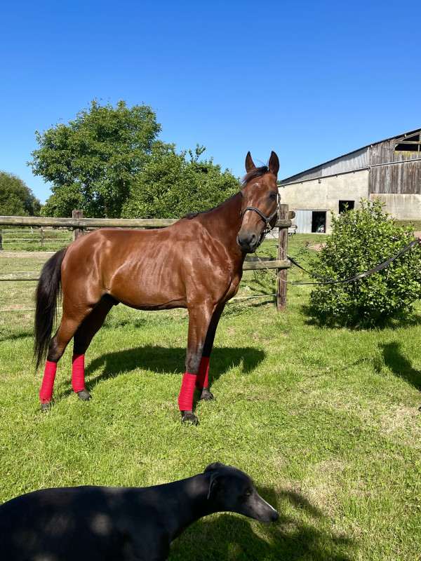 ? Fresneaux ?

Recherche sa famille pour la vie ?

Superbe Trotteur Fran�ais de 8 ans mesure 1m63.
Fresneaux est un cheval calme, bien dans sa t�te et proche de l homme.
Bouge pas aux soins, ne mord pas et ne tape pas.

En longe il est mis aux trois allur