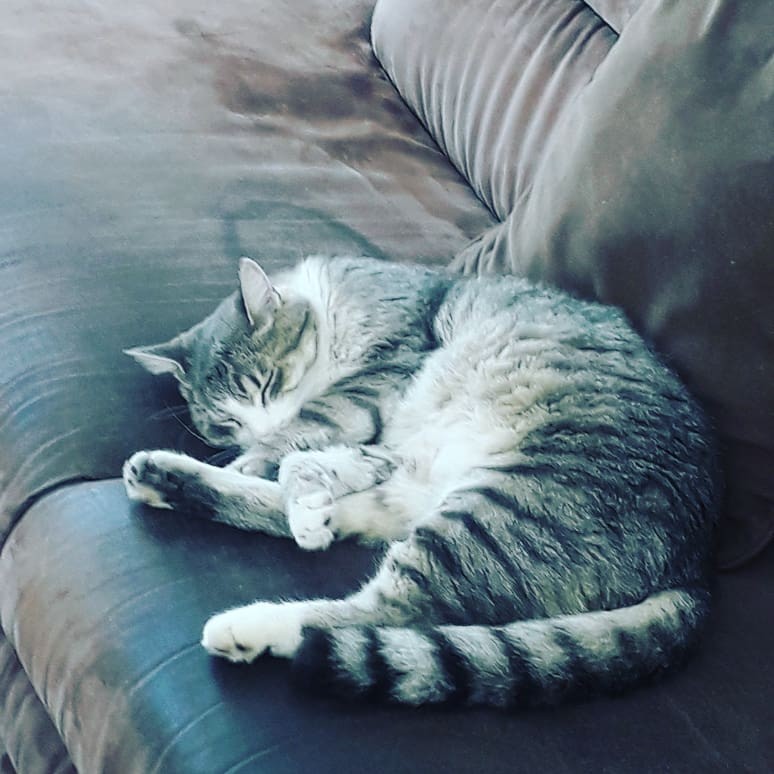 mon petit chat ch�ri sur le canap :)