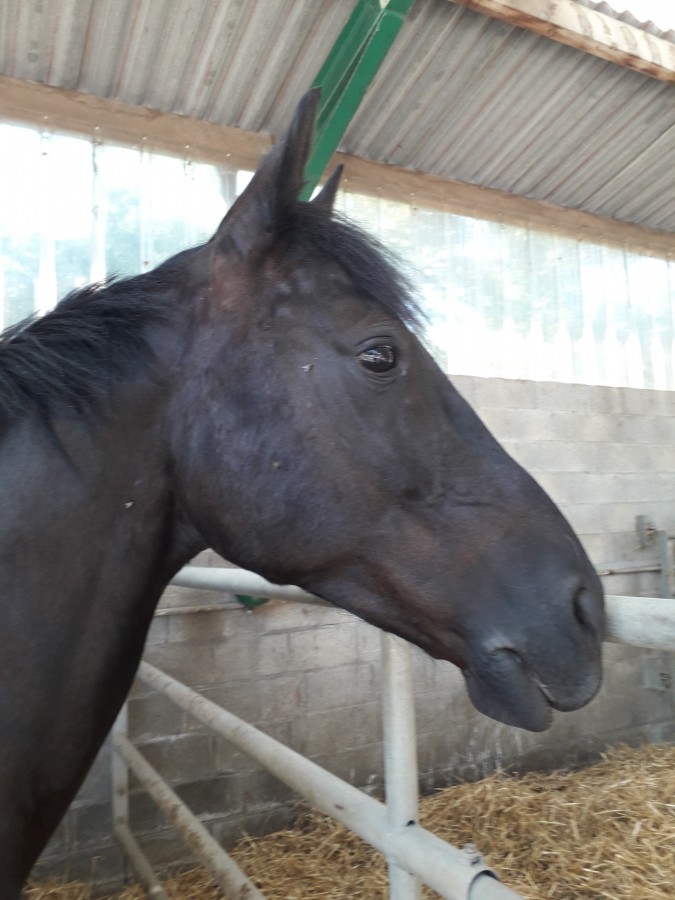 mon petit chouchou du centre �questre