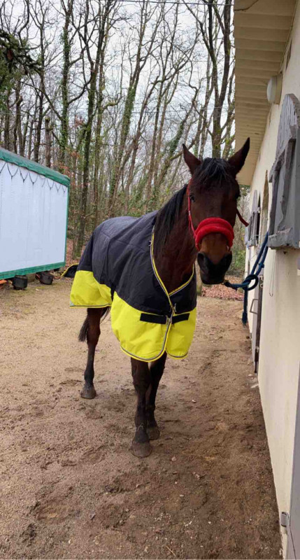 Bonjour, ne pouvant plus monter pour un petit temps, et ayant un boulot un peux prenant je doit dire.. 

Je met mon cheval en demi-pension pour 50/60? par mois MAIS, car y a toujours un mais, vous pouvez le monter autant de fois par mois que vous le souha