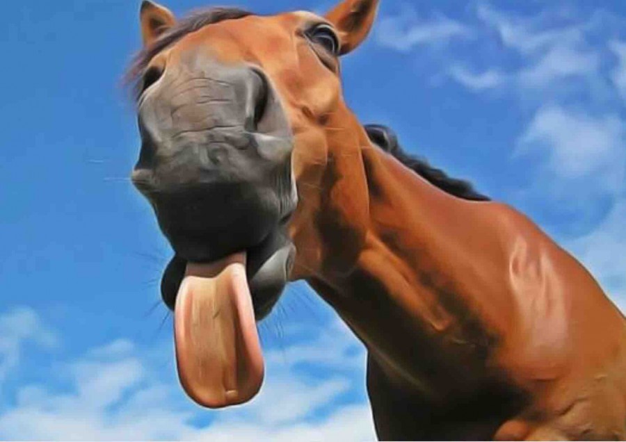 Pony 