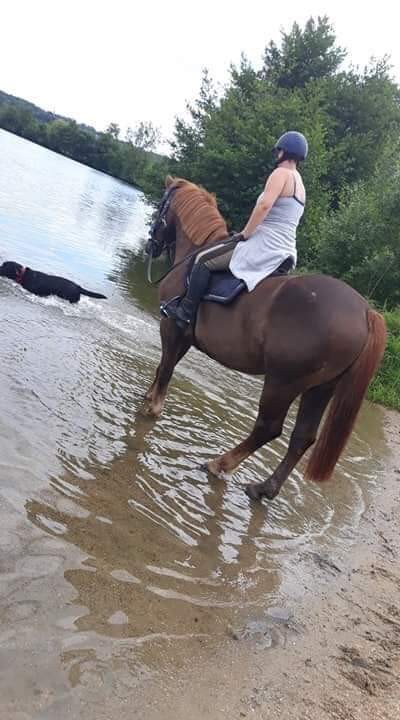 Bonjour ,
Prince 15ans hongre 165/170cm 
C\'est un super cheval bien dans �a t�te passe par tous voyage super bien c\'est un cheval qui adore bosser il vous enmene au bous du monde si il faut ! Prince a fait quelque concours de trec et endurance il est pa