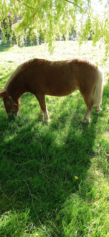 Poney � vendre pour plus de description venez en priv�