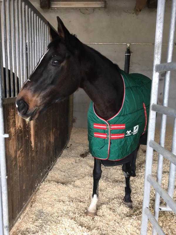 A Quoi Sert Un Bonnet Pour Cheval Dress Touch
