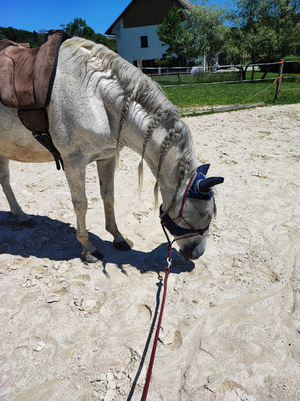 Moi, j'aime les chevaleuh, les chevaux ! - France Bleu