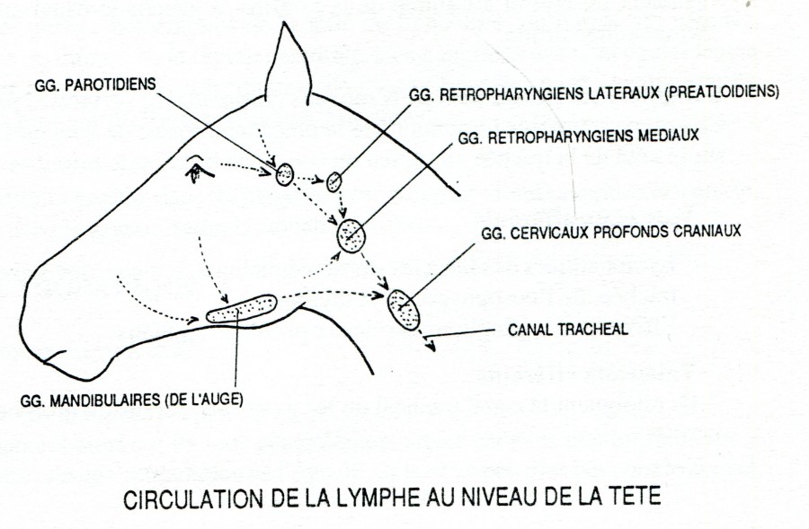 Ganglions de la gorge gonflés sans autres symptomes