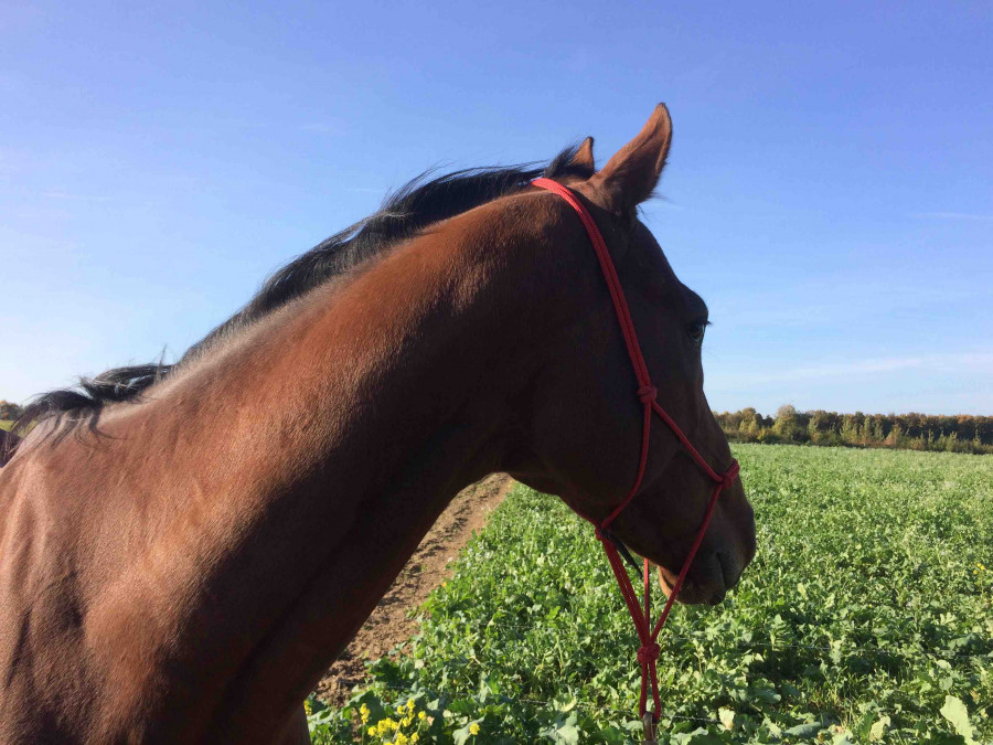 Promenade a pied : un partage merveilleux 