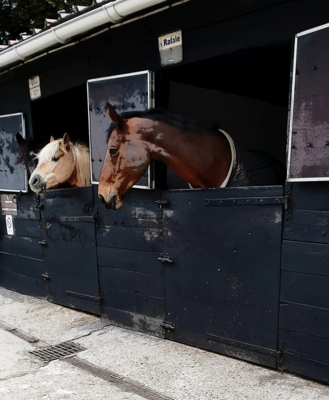 les chevaux en dessin anim� 
