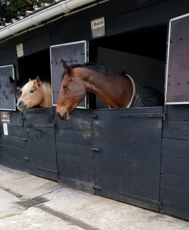 #les chevaux en effet dessin