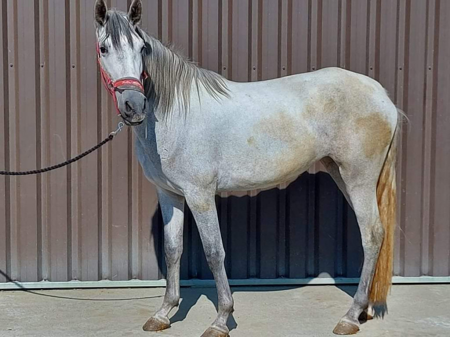 Jument 3 ans espagnole croises 5000 euro 